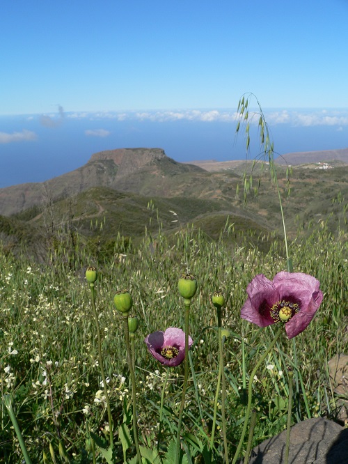 Gomera