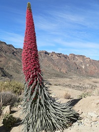 Tenerife