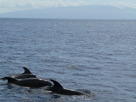 Tenerife