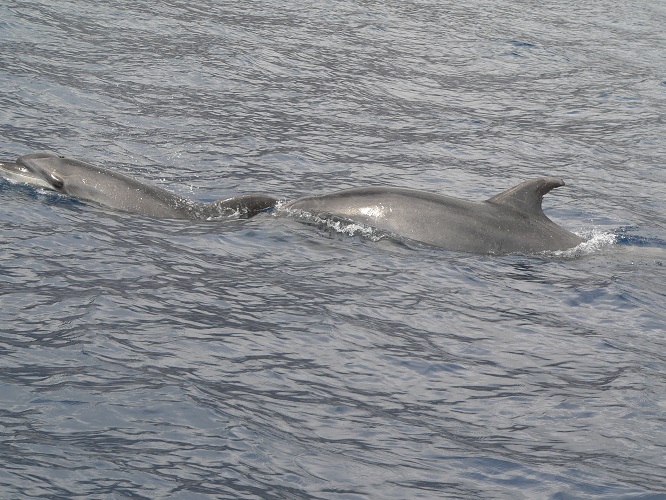 Tenerife