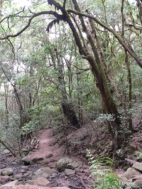 Gomera