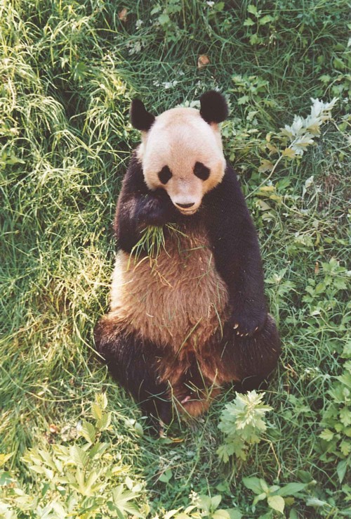 Panda