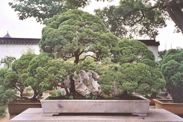 Bonsai