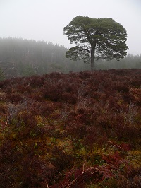 ecosse