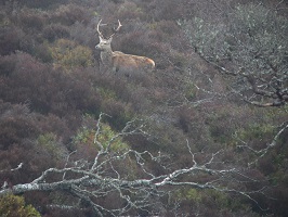 ecosse