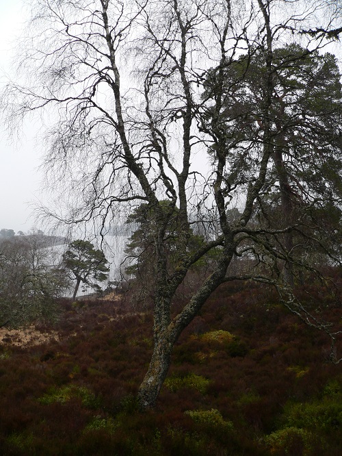 ecosse