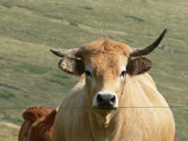 Puy de Chambourguet