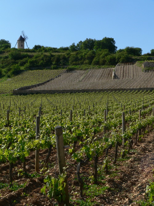 Vignoble de Santenay