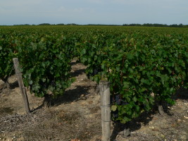 Vignoble de Limeray