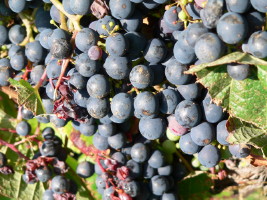 Vignoble de Limeray