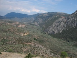 Delphes - mer d'oliviers