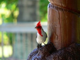 Oiseau cardinal