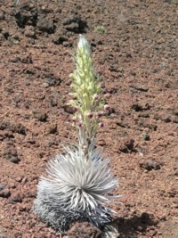 Silversword  Haleakala