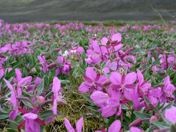 Fleurs  l'oasis de Nyjidalur