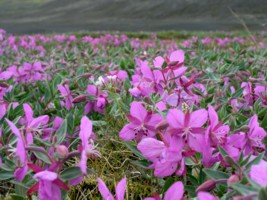 Fleurs  l'oasis de Nyjidalur