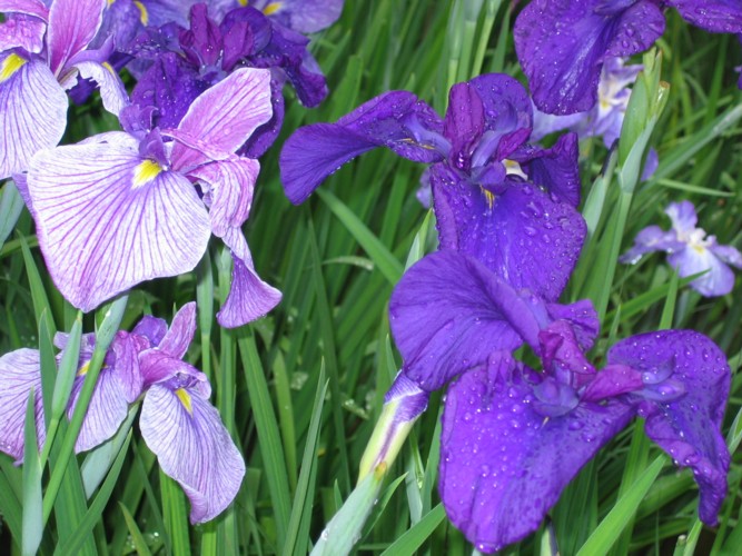 Iris en fleurs au parc Meiji