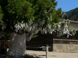 Horoscopes d'un temple shinto
