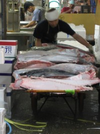 March au poisson de Tsukiji