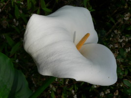 Fleur