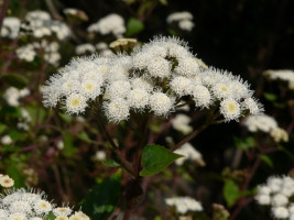 Fleur