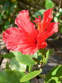 Fleur
