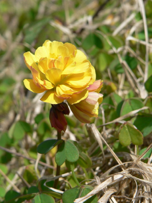 Fleur
