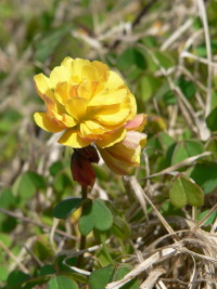 Fleur