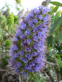 Fleur