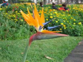 Fleur