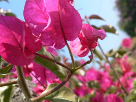 Fleur
