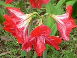 Fleur