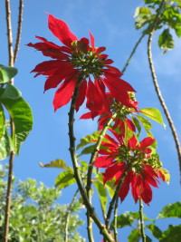 Fleur