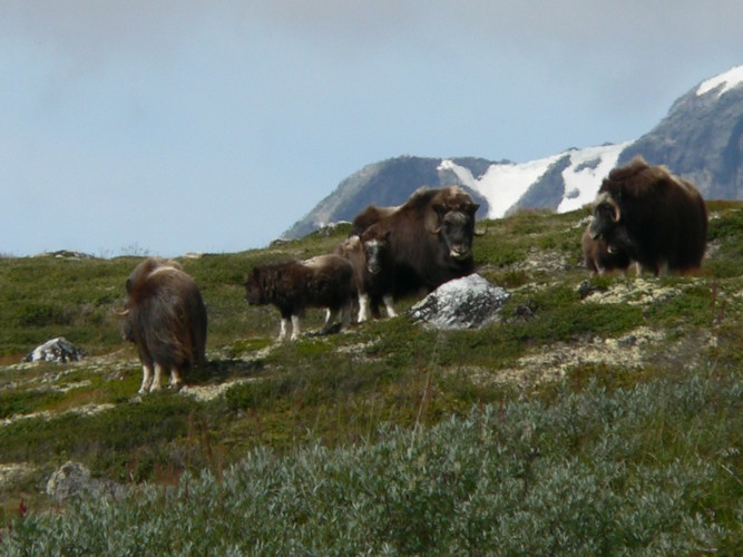 Boeufs musqus