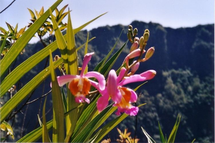 Orchide