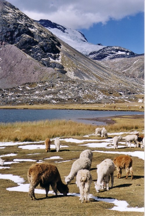 Alapagas au lac Jatunpucacocha