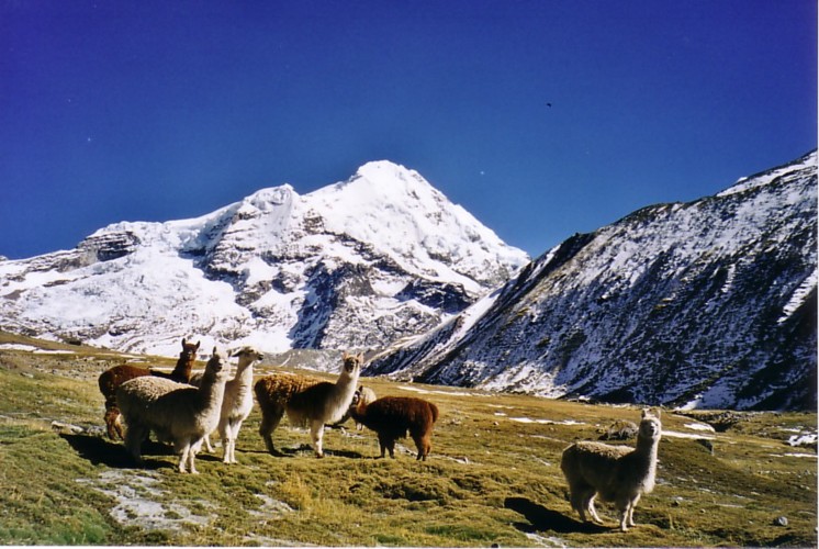 Ausangate et lamas