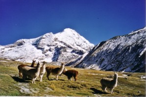 Ausangate et lamas