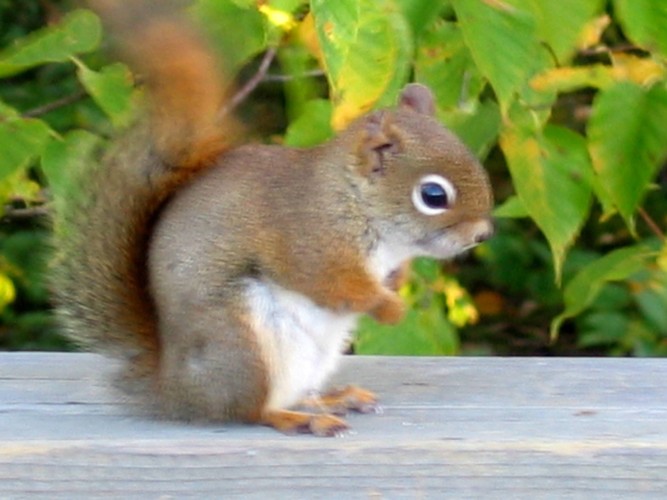 Parc de la Jacques Cartier
