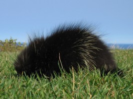 Porc-pic au parc du Forillon