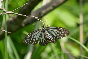 taiwan