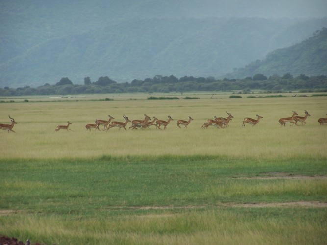 Gazelles