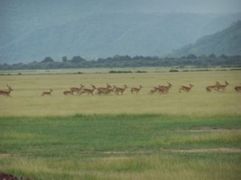 Gazelles
