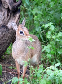 Dik-dik
