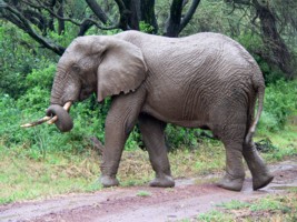 Elphant