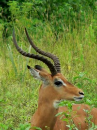 Impala