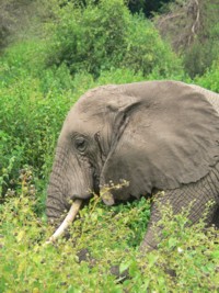 Elephant