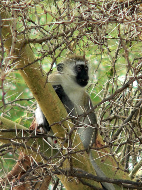 Singe grivet