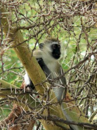 Singe grivet