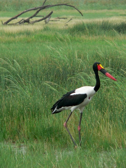 Jabiru d'Afrique