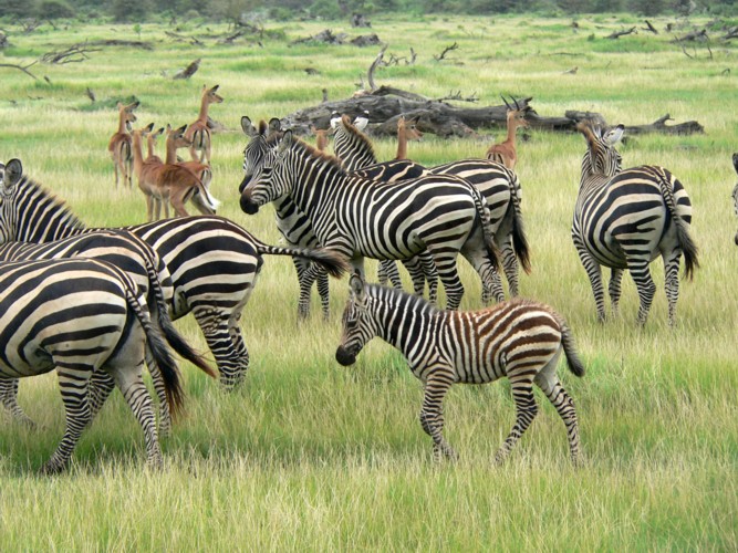 Zbres et gazelles